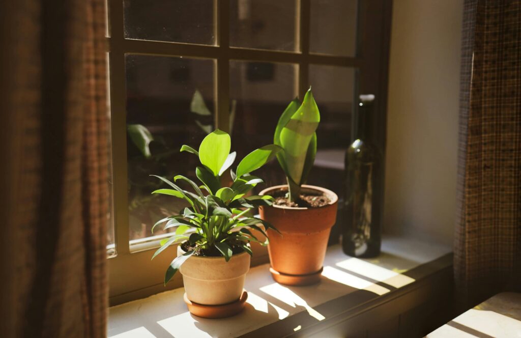 Cómo cuidar plantas de interior con luz natural