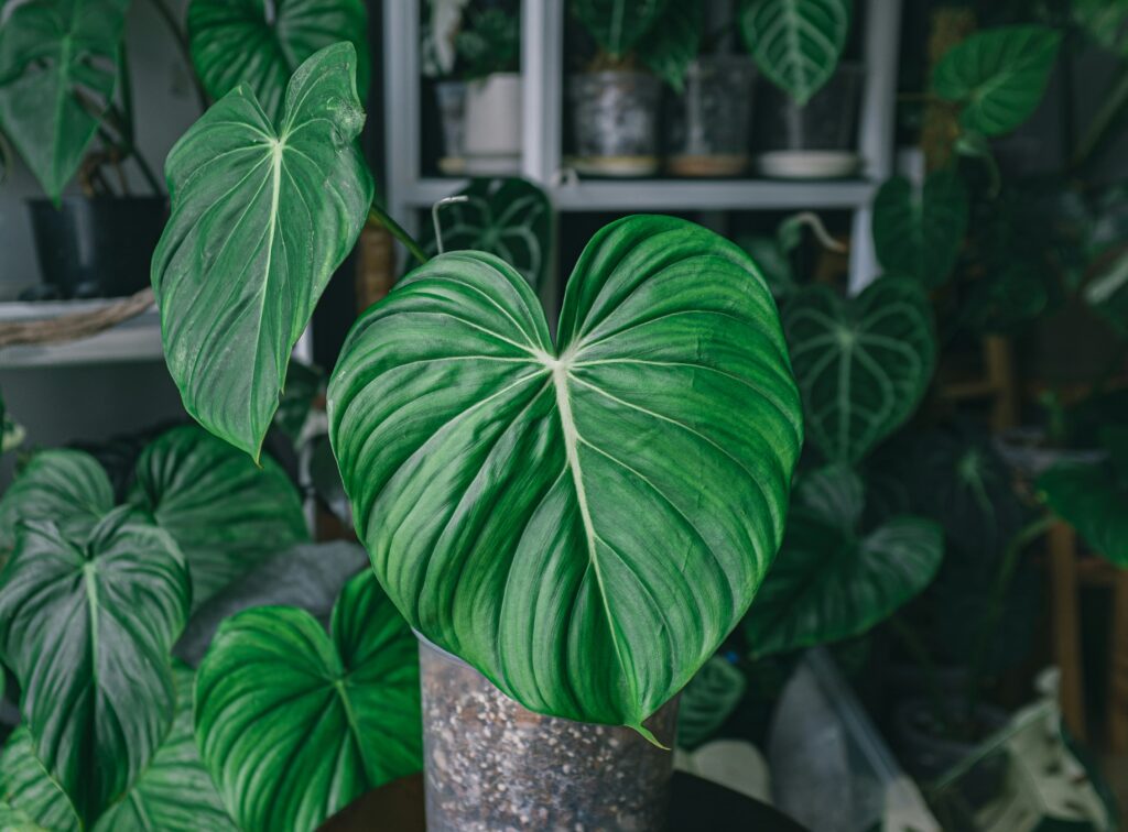 Planta con hojas verdes