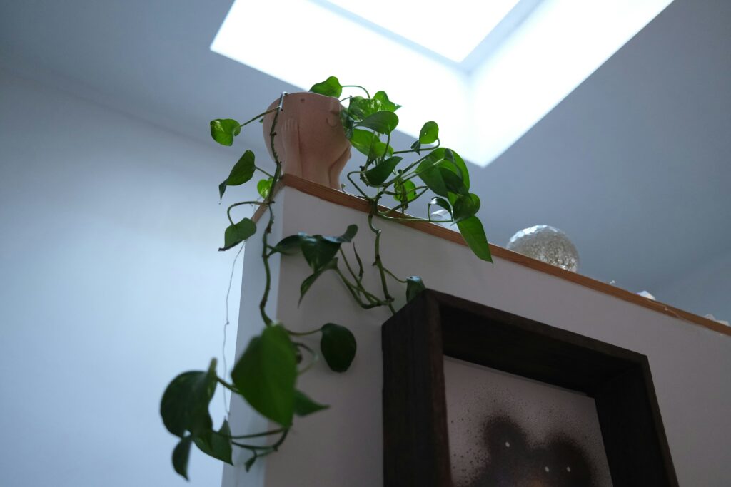 Pothos recibiendo luz indirecta en una repisa interior