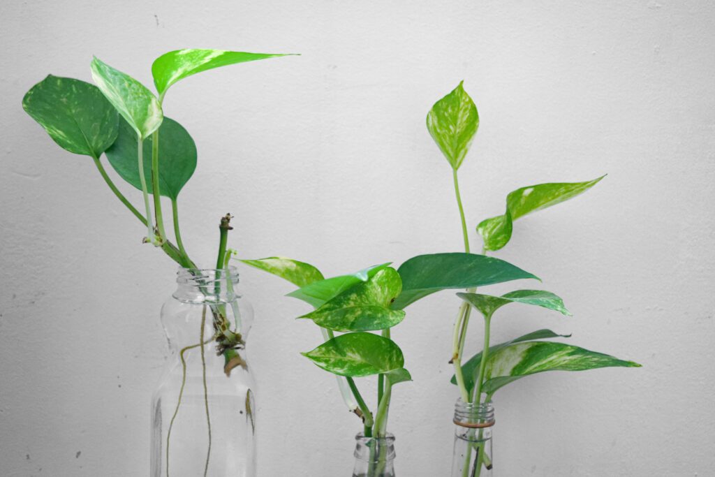 Esquejes de Pothos en tarros con agua