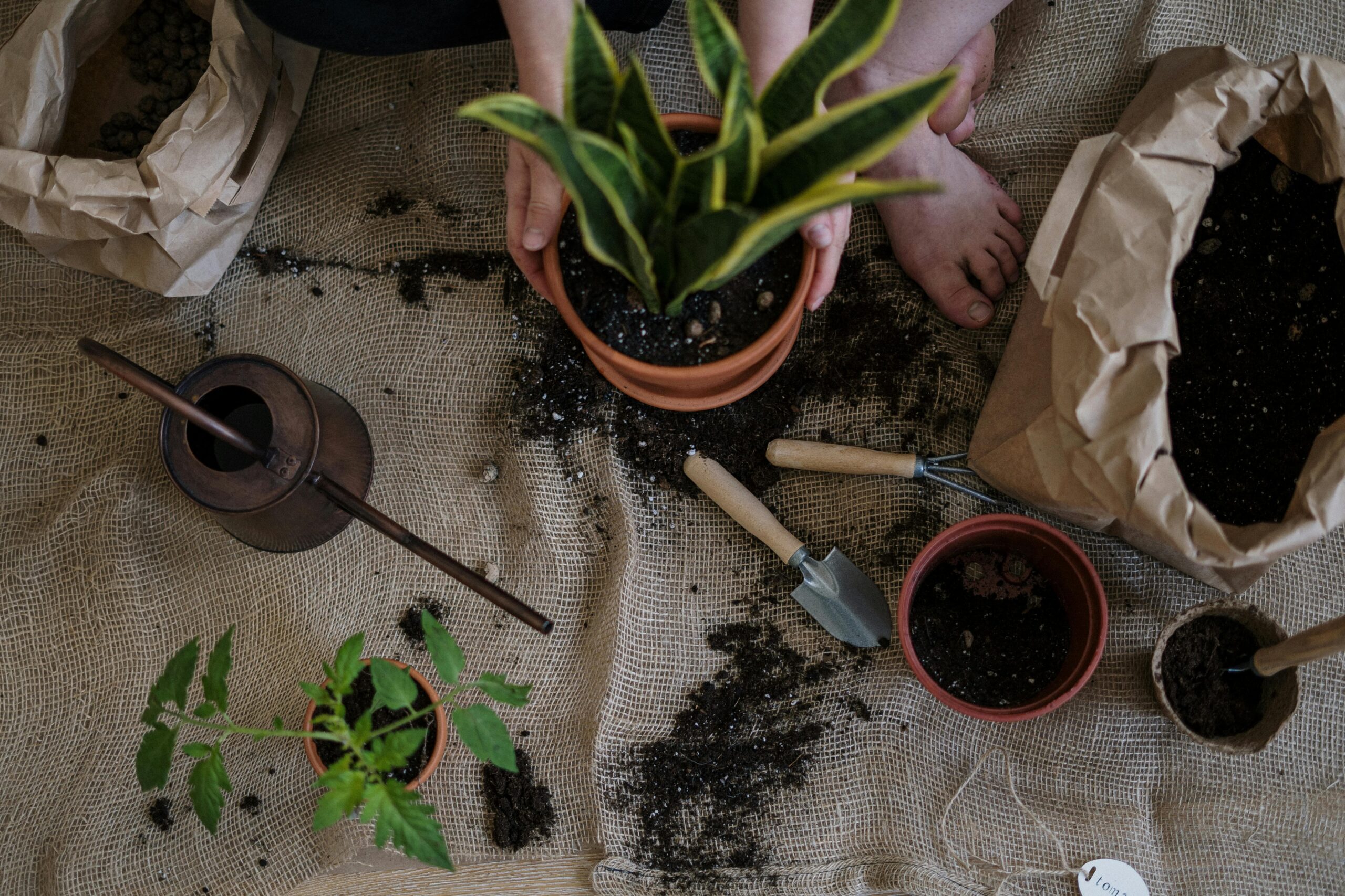 fertilizantes y abonos para plantas