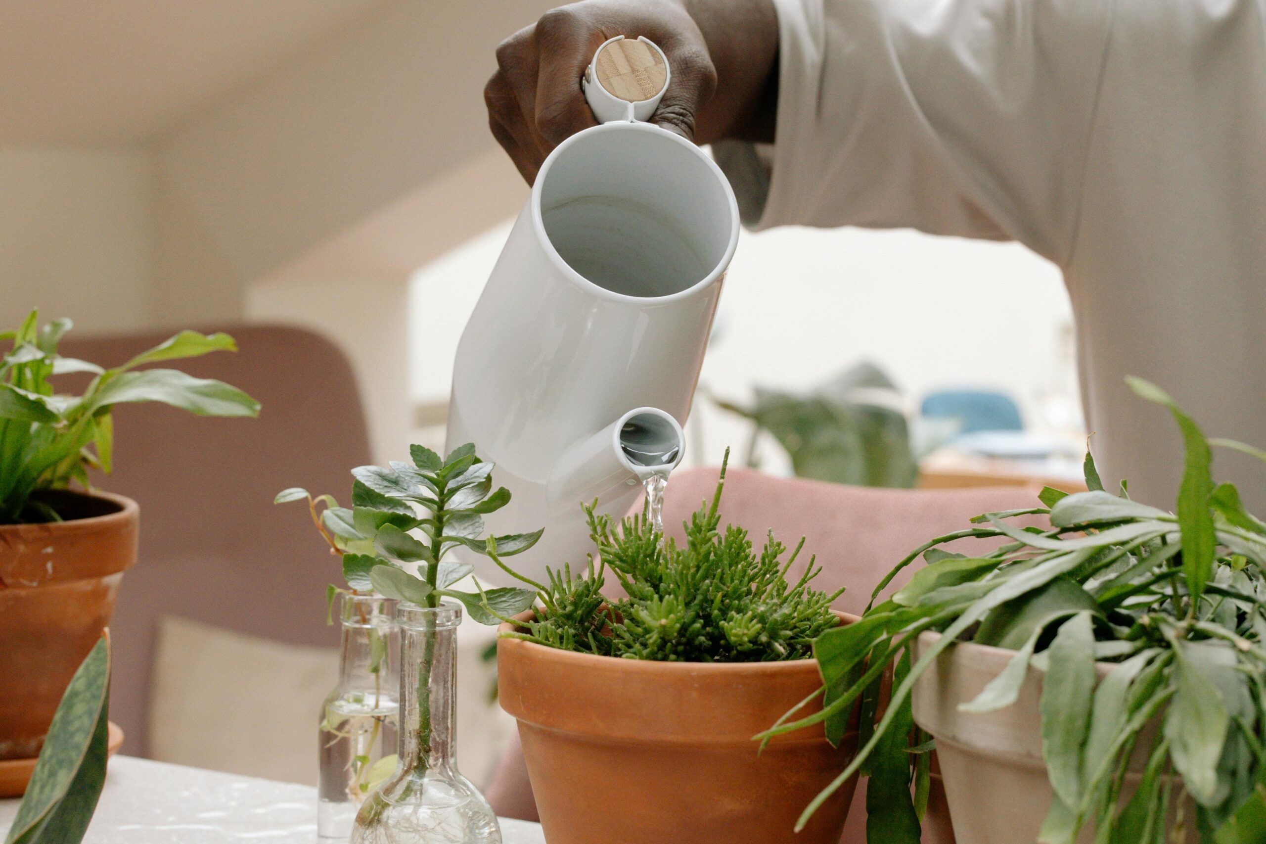 persona regando una planta