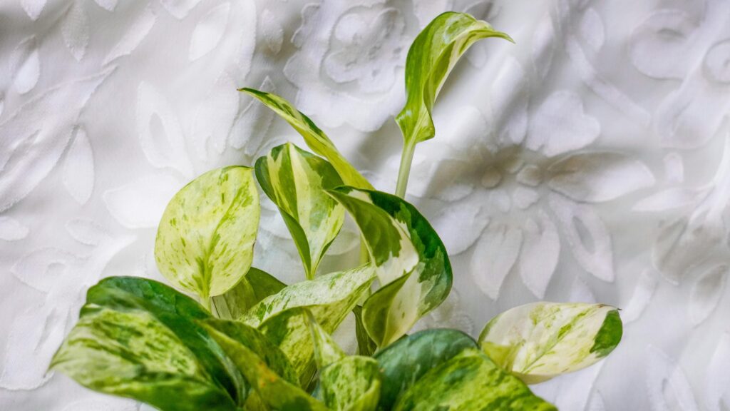 Hoja de Pothos variegada con vetas verdes y blancas