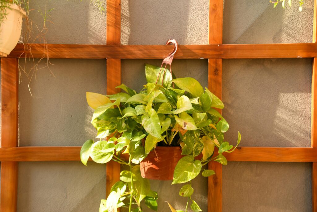 Pothos colgante decorando una pared