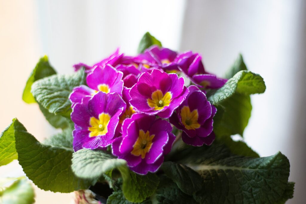 planta con flor violeta