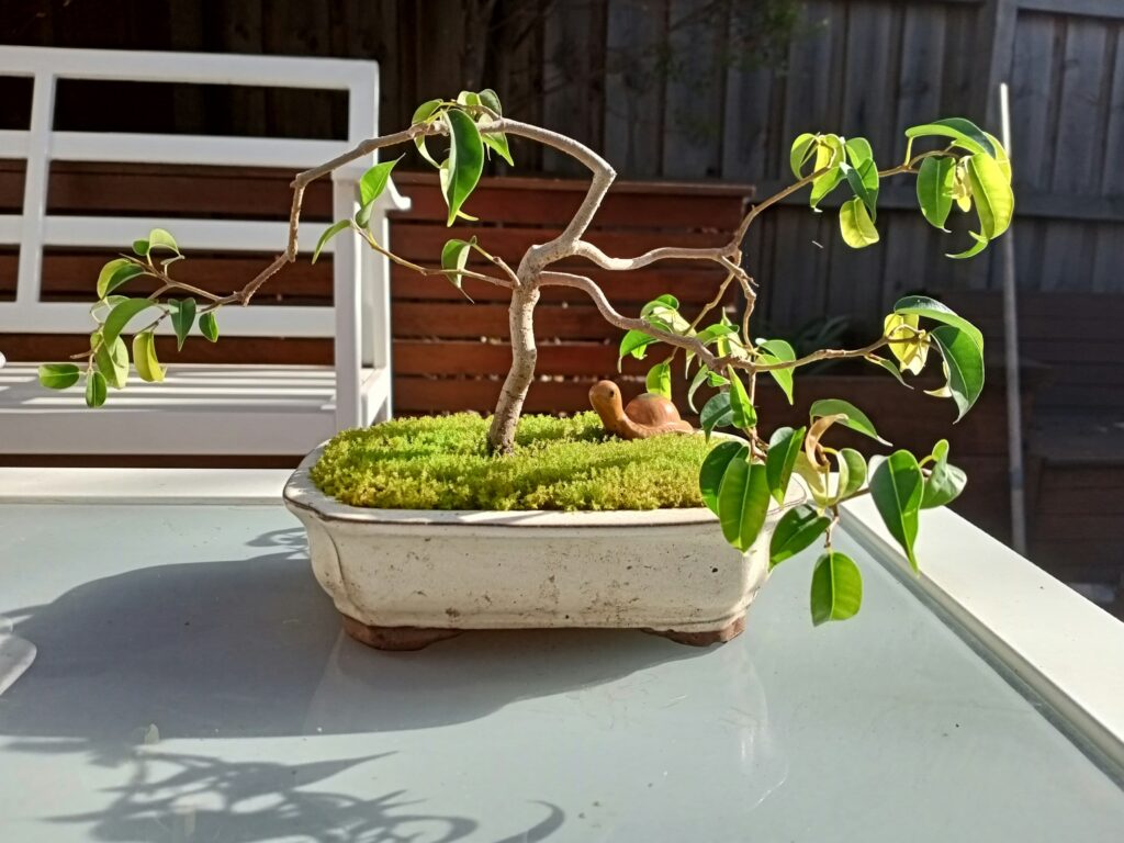jardinera con un bonsái