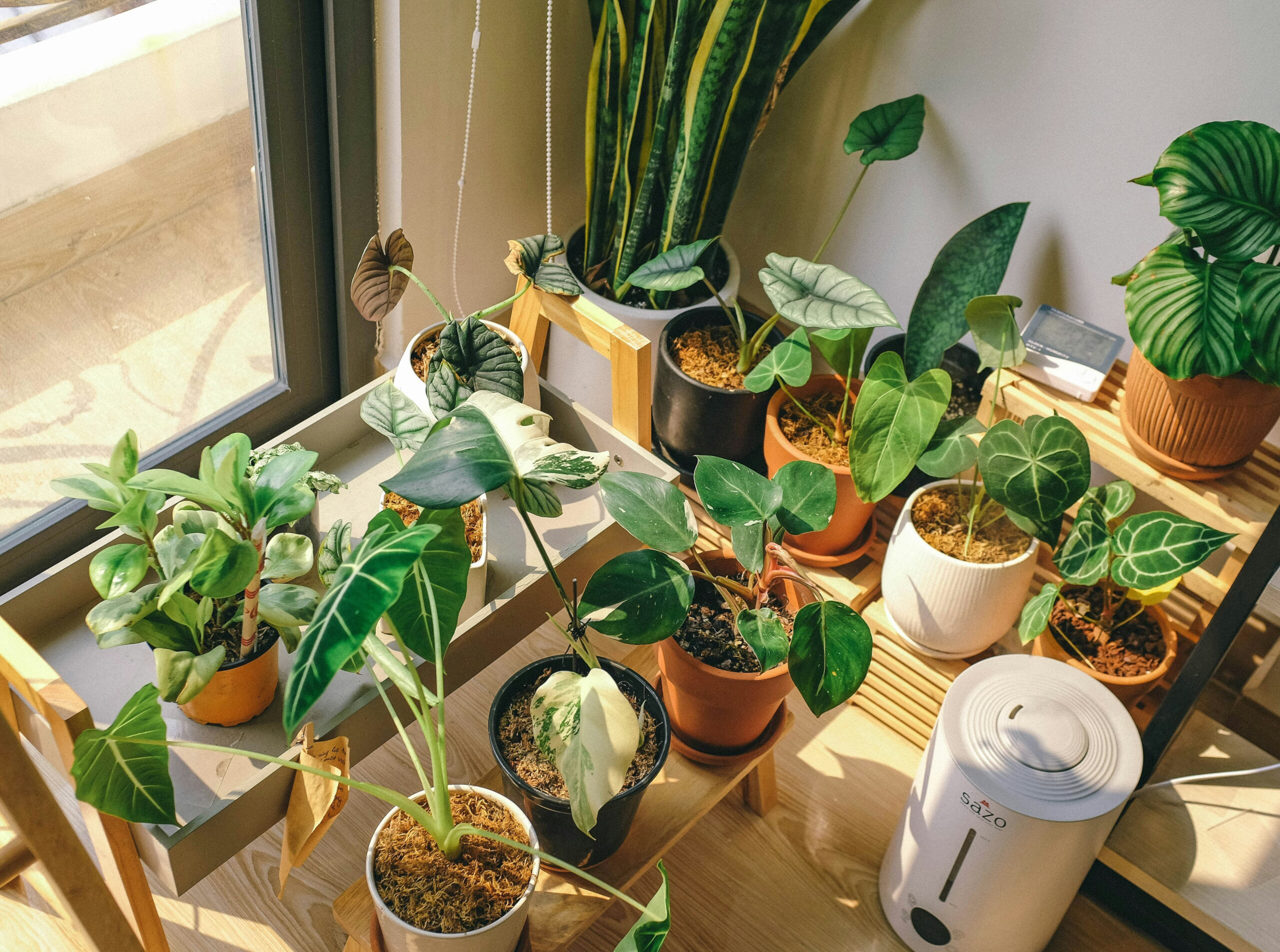 plantas de interior decorando un rincón