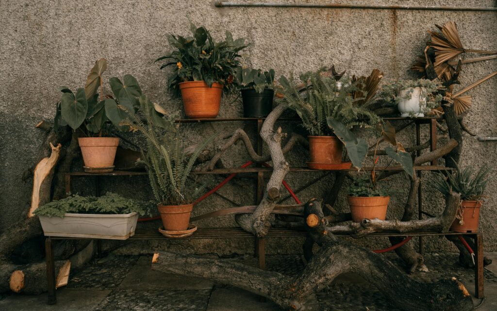 Plantas de exterior decorando una pared