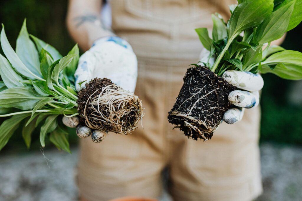 plantas con raíces