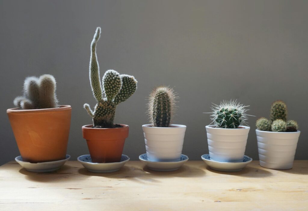 macetas pequeñas con cactus